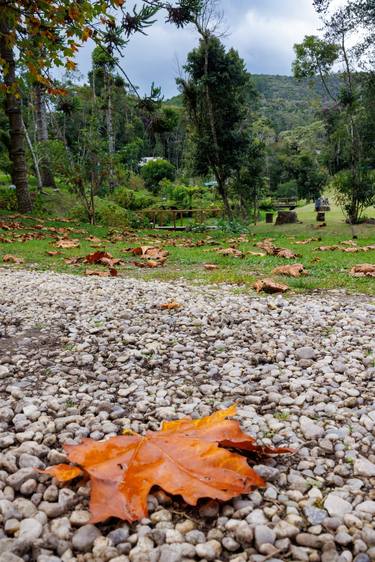 Autumn in Campos do Jordao thumb