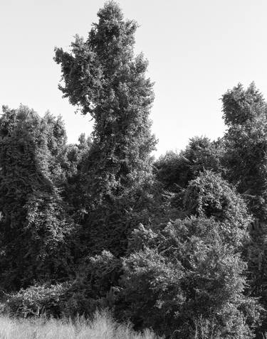 Kudzu, Pinckney Island, SC, 2021 thumb