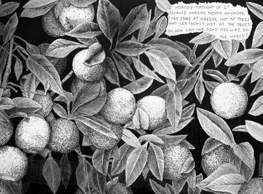 Original Fine Art Botanic Drawings by Tom Kopczynski