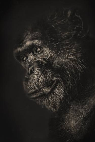 Print of Portraiture Animal Photography by Anthony Gaudun