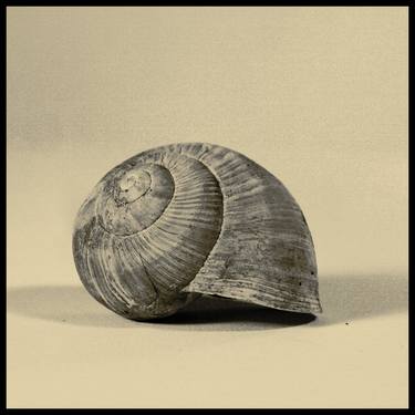 Snail (limited edition 1/9) thumb