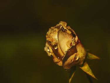 Original Abstract Floral Photography by fernand Reiter