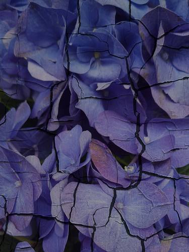 Print of Abstract Botanic Photography by Tetiana Zhekalova