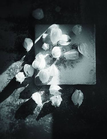 Original Black & White Still Life Photography by Tetiana Zhekalova