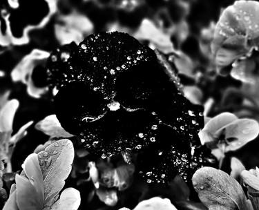 Original Black & White Floral Photography by Tetiana Zhekalova