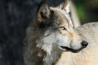 Gray Wolf (Canis lupus) - Alberta, Canada thumb