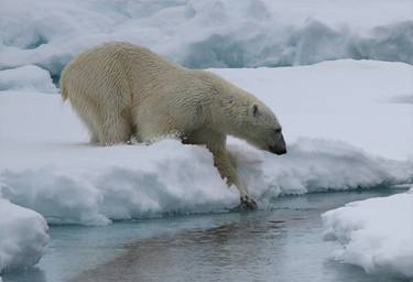 "Slow Dive Into The Water" - Male Polar Bear - Svalbard, Norway thumb