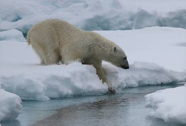 Print of Animal Photography by Ramona Heiner