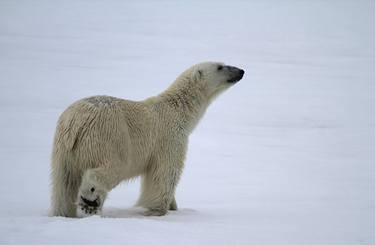 Print of Fine Art Animal Photography by Ramona Heiner