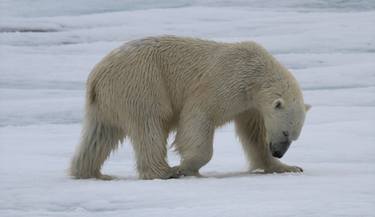"Bowing" - Polar bear (Ursus maritimus) thumb