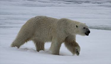 "growling" - polar bear (Ursus maritimus) thumb