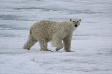 Original Fine Art Animal Photography by Ramona Heiner