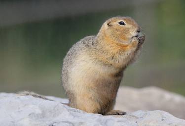 Black-Tailed Prairie Dog thumb