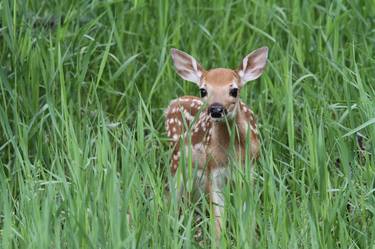 "Bambi" fawn - white-tailed deer (Odocoileus virginianus) thumb