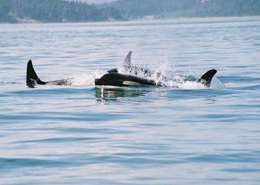 killer whales (Orcinus orca), also referred to as the orca thumb