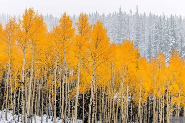 Aspen Forest During First Snowfall thumb