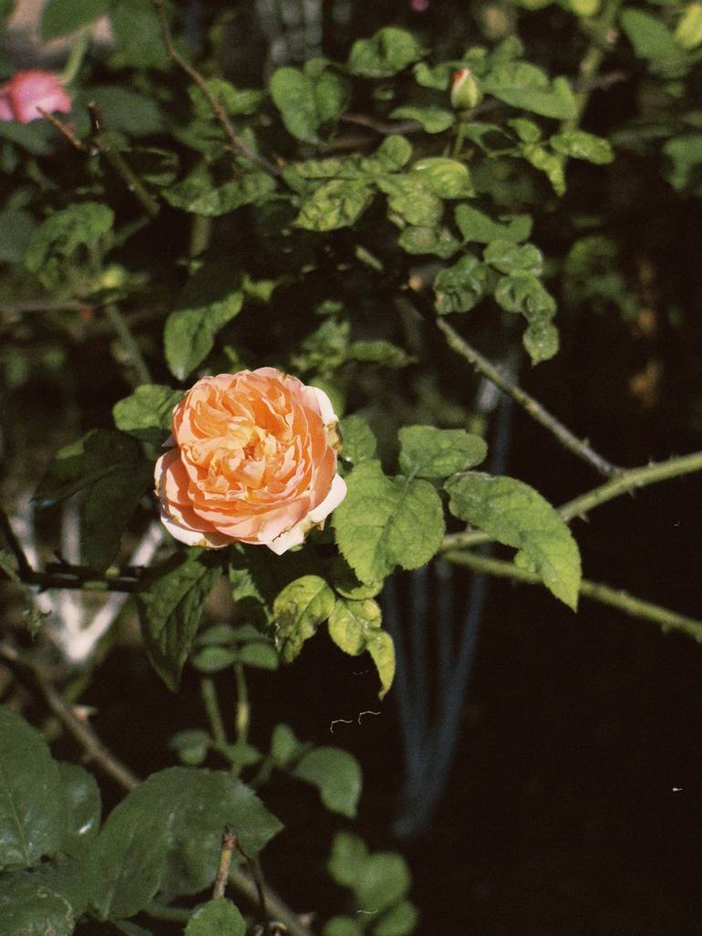 roses - Print