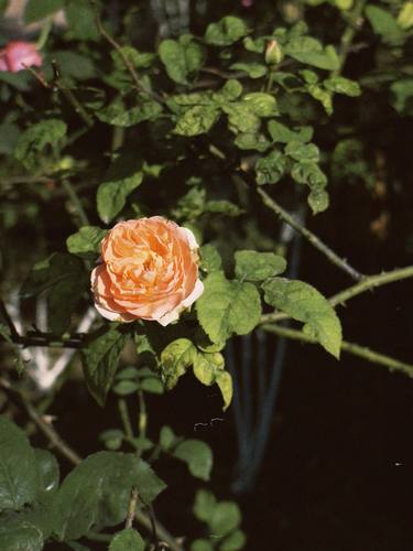 Print of Documentary Floral Photography by My Hanh Bui