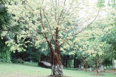 Print of Tree Photography by My Hanh Bui