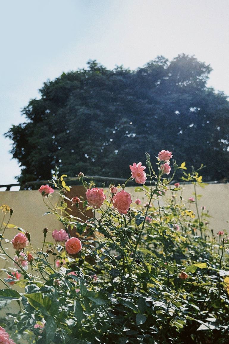 roses garden - Print