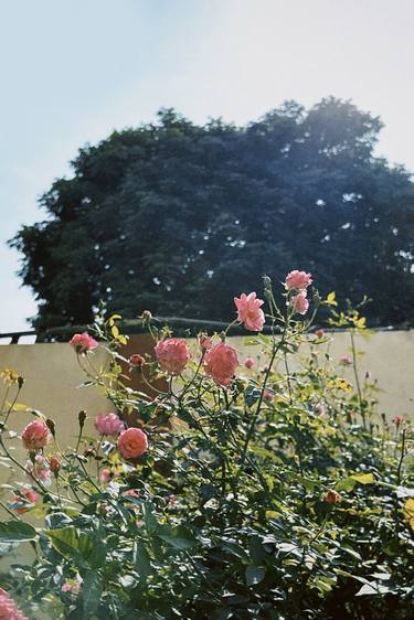 Print of Documentary Floral Photography by My Hanh Bui