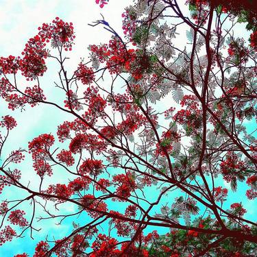 Print of Documentary Floral Photography by My Hanh Bui