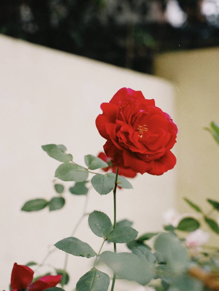 Print of Floral Photography by My Hanh Bui