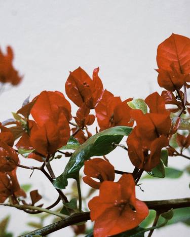 Print of Documentary Floral Photography by My Hanh Bui