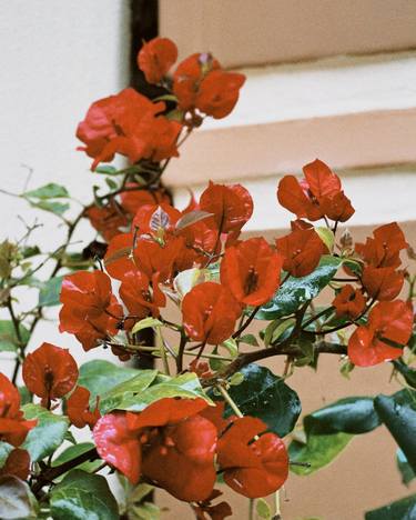 Print of Documentary Floral Photography by My Hanh Bui