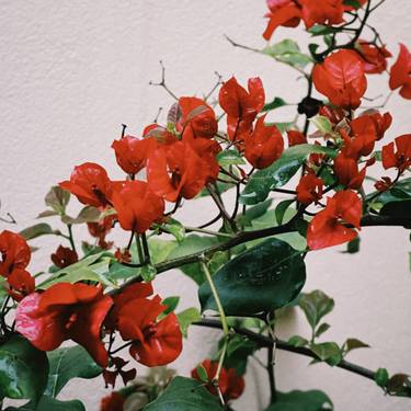 Print of Documentary Floral Photography by My Hanh Bui