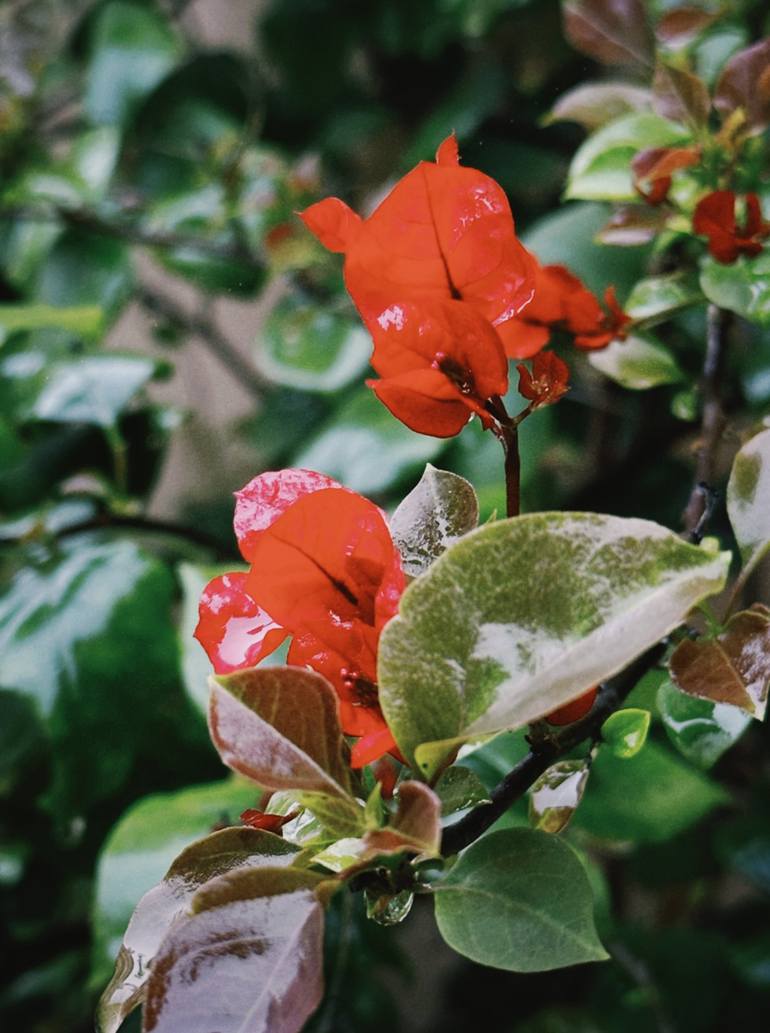 Print of Floral Photography by My Hanh Bui