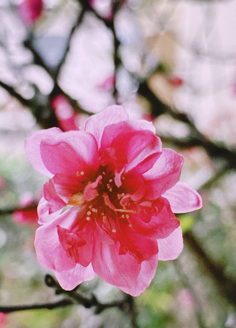 Peach Blossom - Print