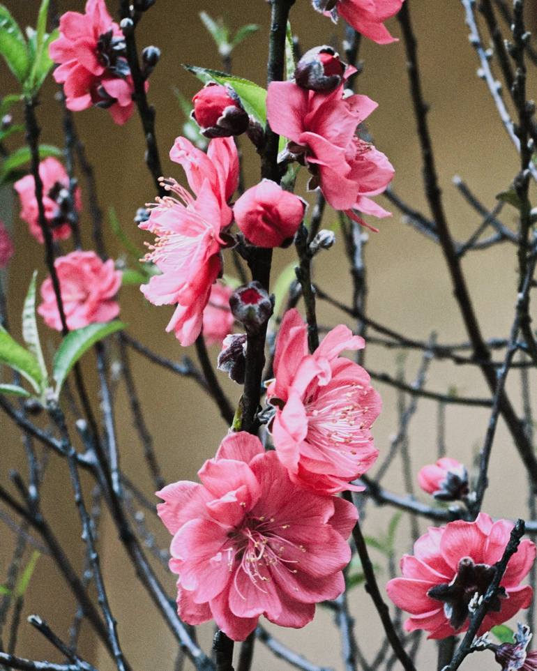 Print of Floral Photography by My Hanh Bui