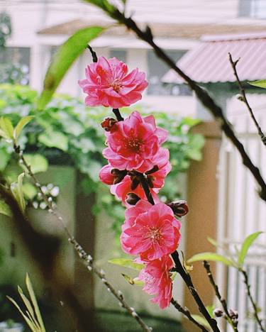 Print of Documentary Floral Photography by My Hanh Bui