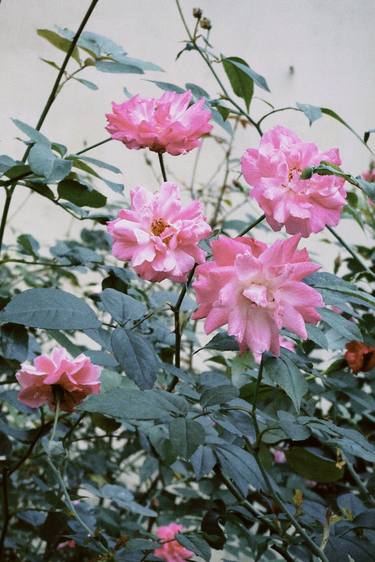 Print of Documentary Floral Photography by My Hanh Bui