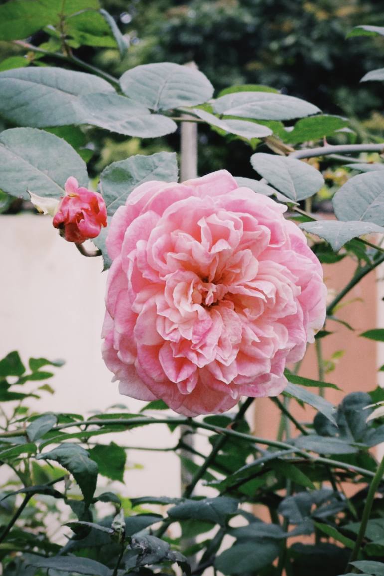 Print of Floral Photography by My Hanh Bui