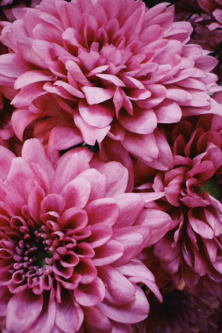Purple Chrysanthemum - Print