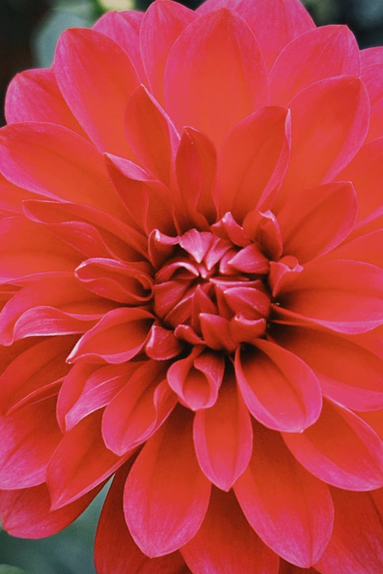 Red Dahlia - Print