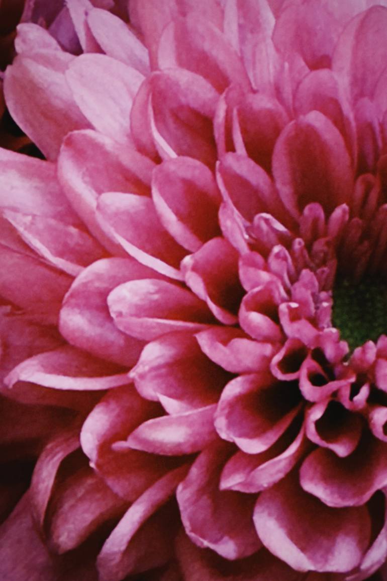 Purple Chrysanthemum - Print