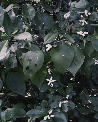 Print of Documentary Floral Photography by My Hanh Bui