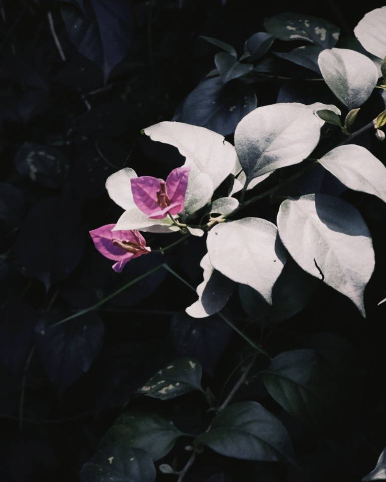 Original Documentary Floral Photography by My Hanh Bui