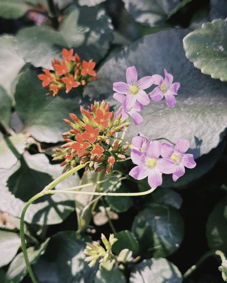 Print of Floral Photography by My Hanh Bui