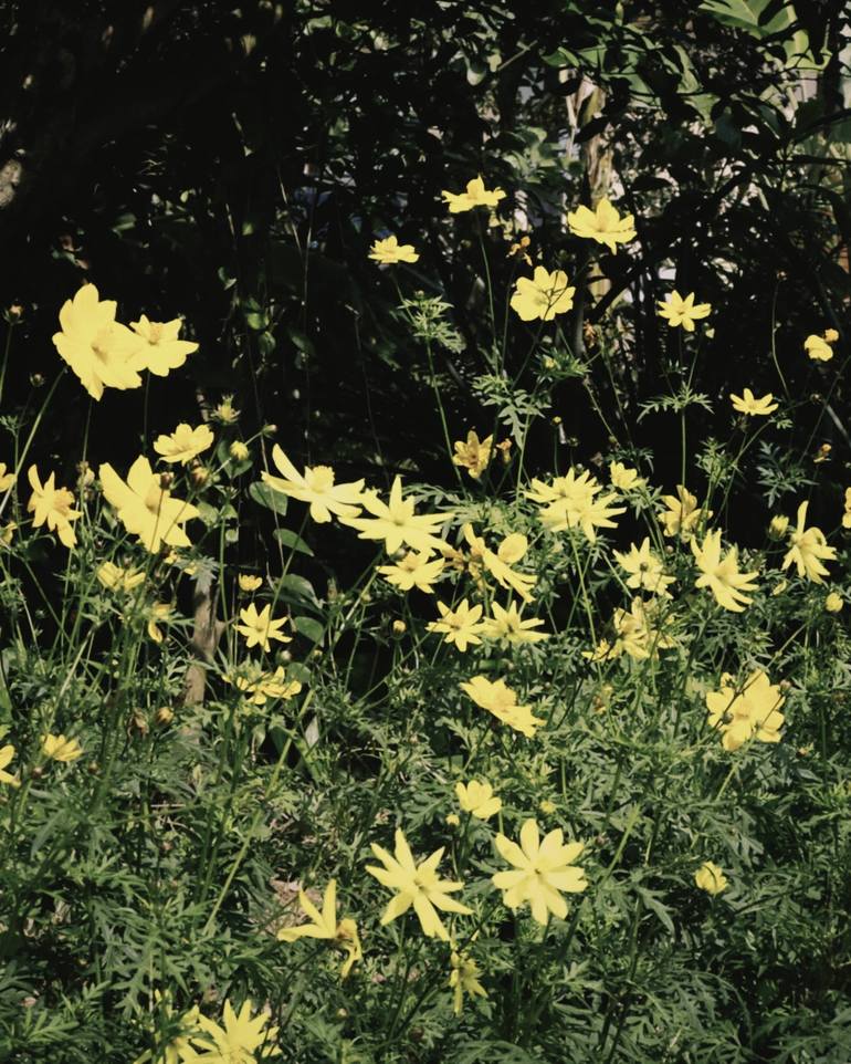 Original Documentary Floral Photography by My Hanh Bui