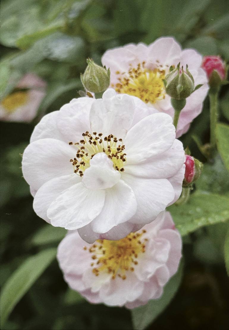 Print of Floral Photography by My Hanh Bui