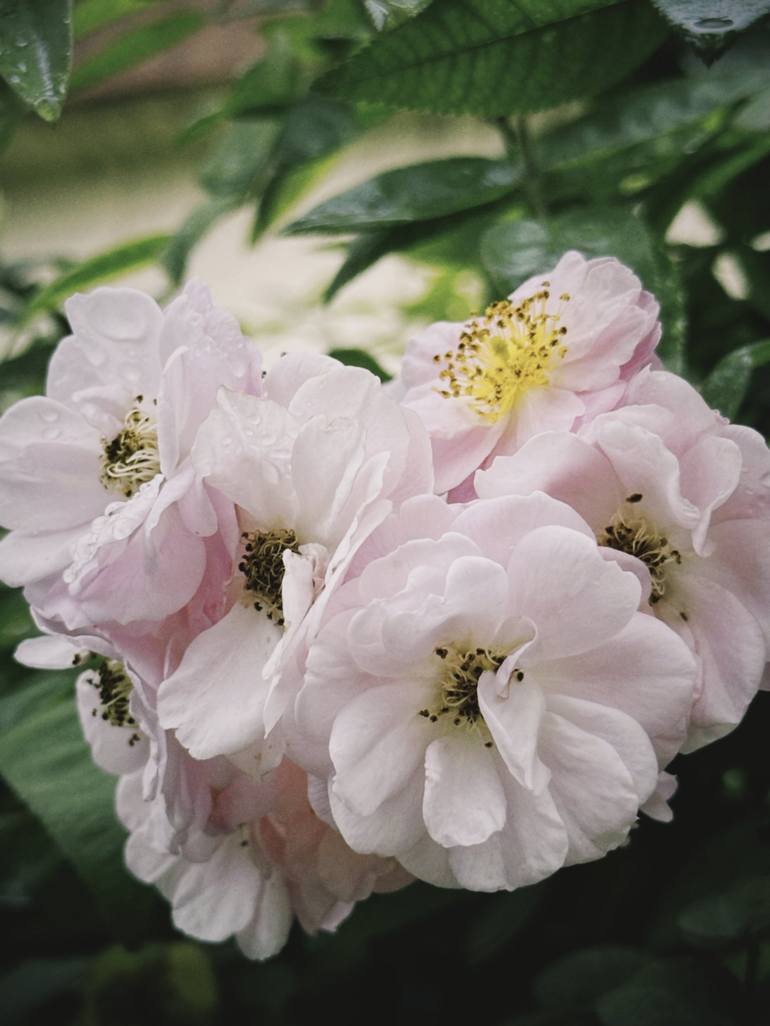 Print of Documentary Floral Photography by My Hanh Bui