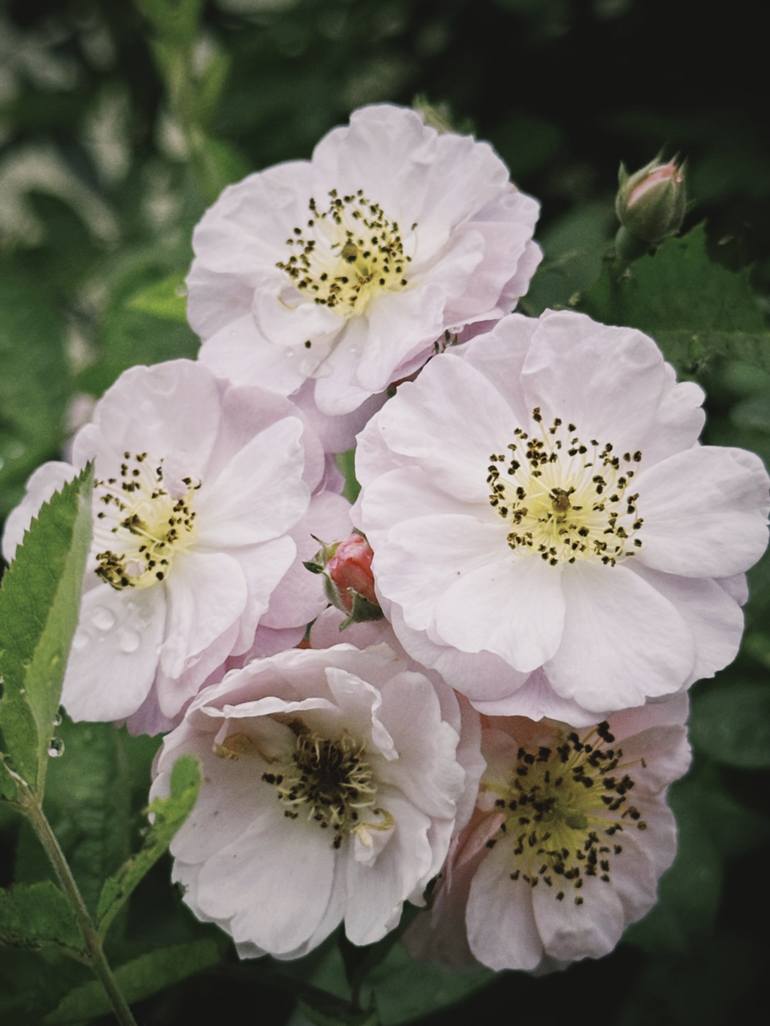 In Bloom: A Rose Symphony - Print