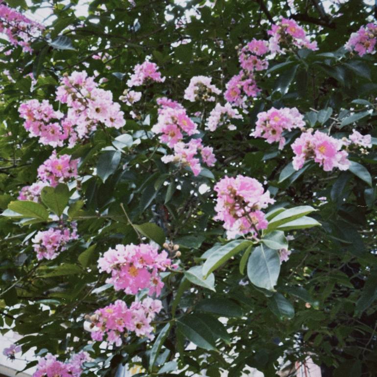 Print of Documentary Floral Photography by My Hanh Bui