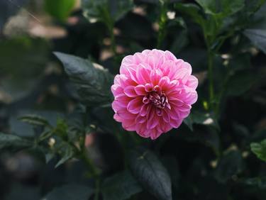 Original Documentary Floral Photography by My Hanh Bui
