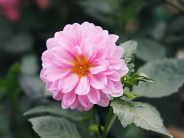 Original Documentary Floral Photography by My Hanh Bui