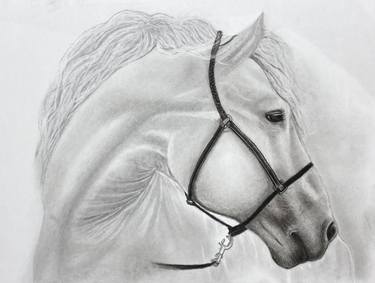 White horse sketch thumb